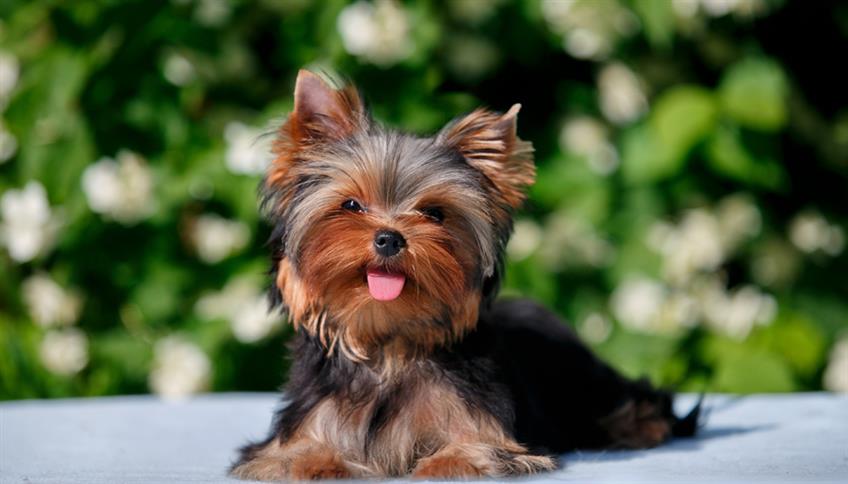 Yorkshire Terrier